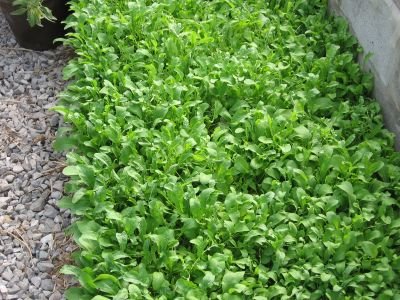 Wie man ein Bett mit Salat und Gemüse in Ihrem Gemüsegarten beginnt