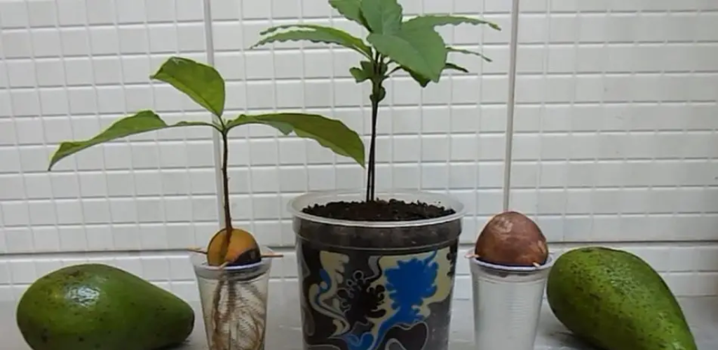 Wie man eine Avocado aus Samen züchtet (einfache Methode)