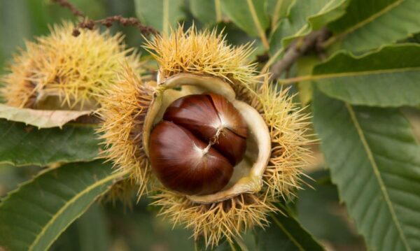 Wie man eine Kastanie aus einer Kastanie züchtet