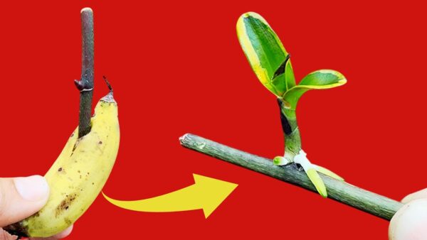 Wie man eine Orchidee vermehrt, reicht eine Bananenschale – ganz einfach