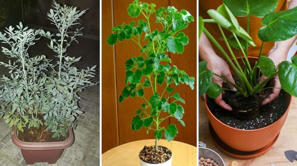 Wie man eine Pflanze nach dem Umpflanzen am Verblühen hindert