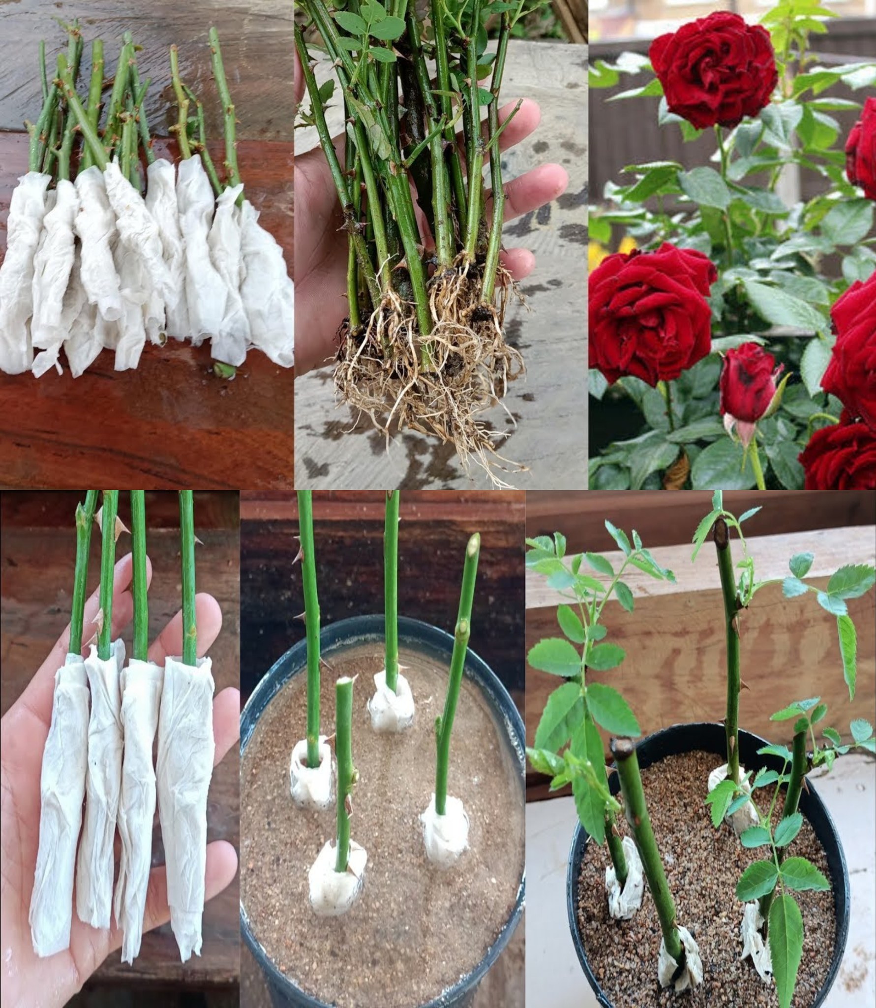 Wie man eine Rose auf eine andere Sorte pfropft: Der Trick ist endlich enthüllt