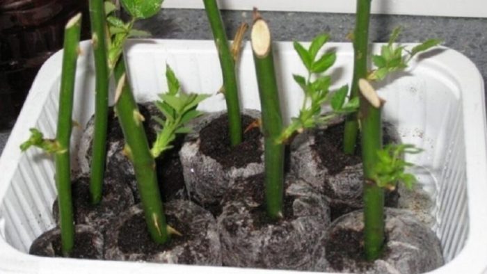 Wie man eine Rose aus einem Stiel wachsen lässt