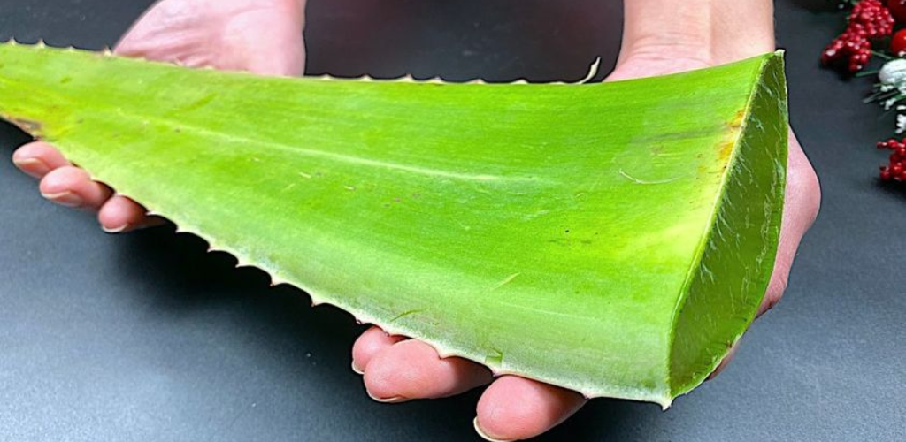 Wie man eine sterbende Aloe Vera wiederherstellt, nur dann können Sie sie wiederbeleben