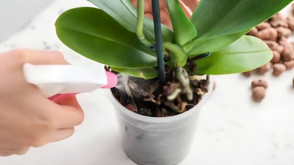 Wie man eine sterbende Orchidee wieder zum Leben erweckt: Hier erfahren Sie, was Gärtner tun, um dies zu erreichen