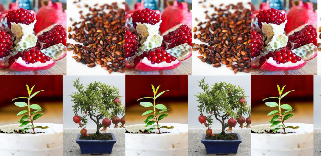 Wie man einen Granatapfelbaum aus Samen in einem Topf züchtet
