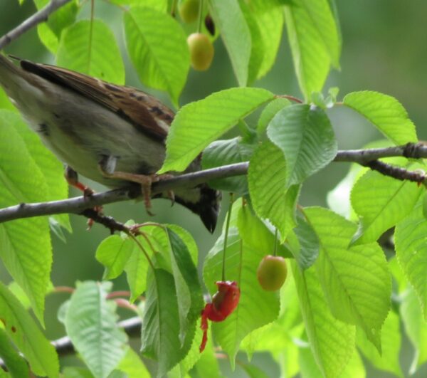 Wie man einen Kirschbaum aus einem Samen oder Stein züchtet