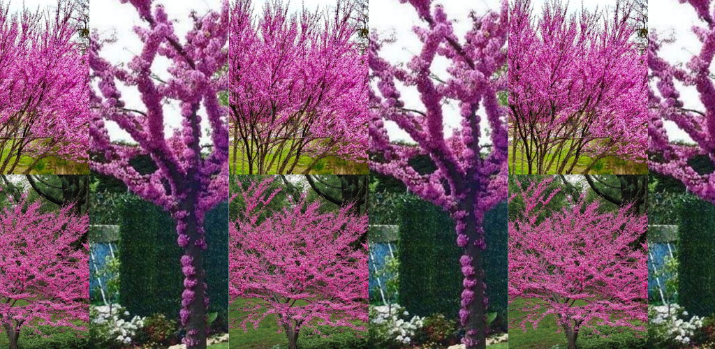 Wie man einen Redbud-Baum züchtet und wie man ihn pflegt