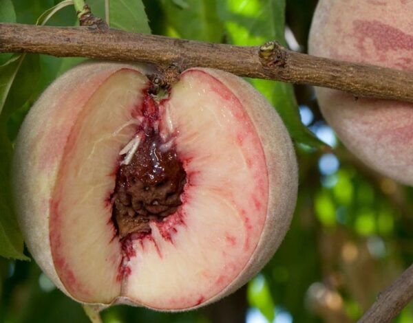 Wie man einen Weinpfirsich oder Blutpfirsich züchtet