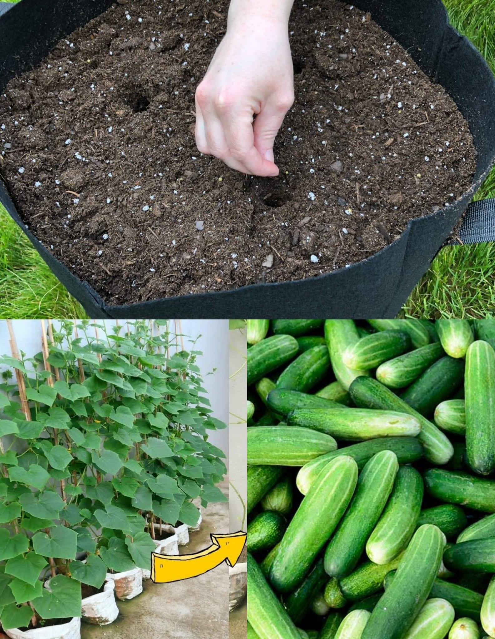 Wie man mit einer geheimen Methode Gurken in eingepacktem Boden anbaut