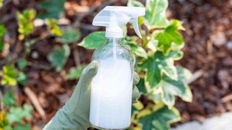 Wie man viele Tomaten auf eine Pflanze bringt