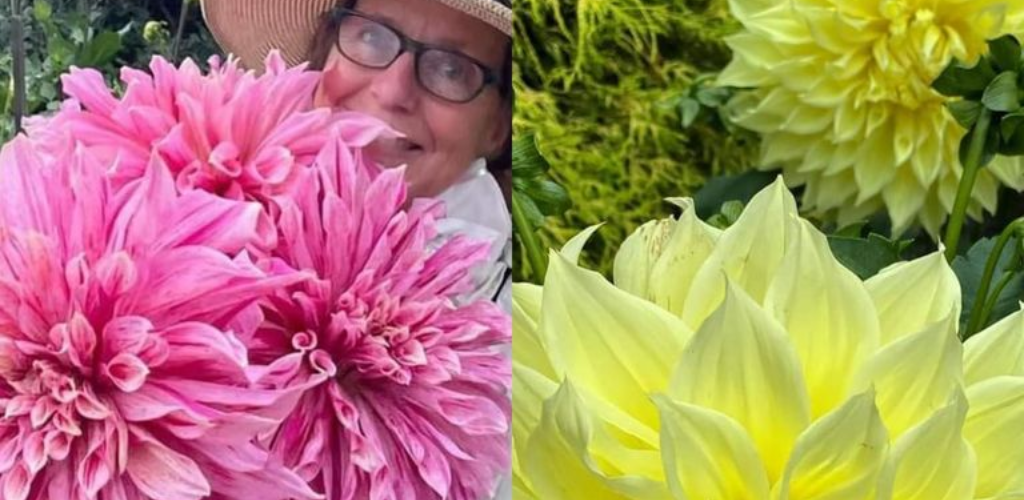 Wie man wunderschöne Tellerdahlien züchtet