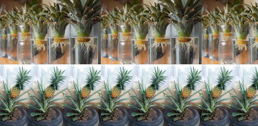 Wie man zu Hause Ananas in Behältern anbaut: Von der Ananasspitze bis zur süßen Belohnung