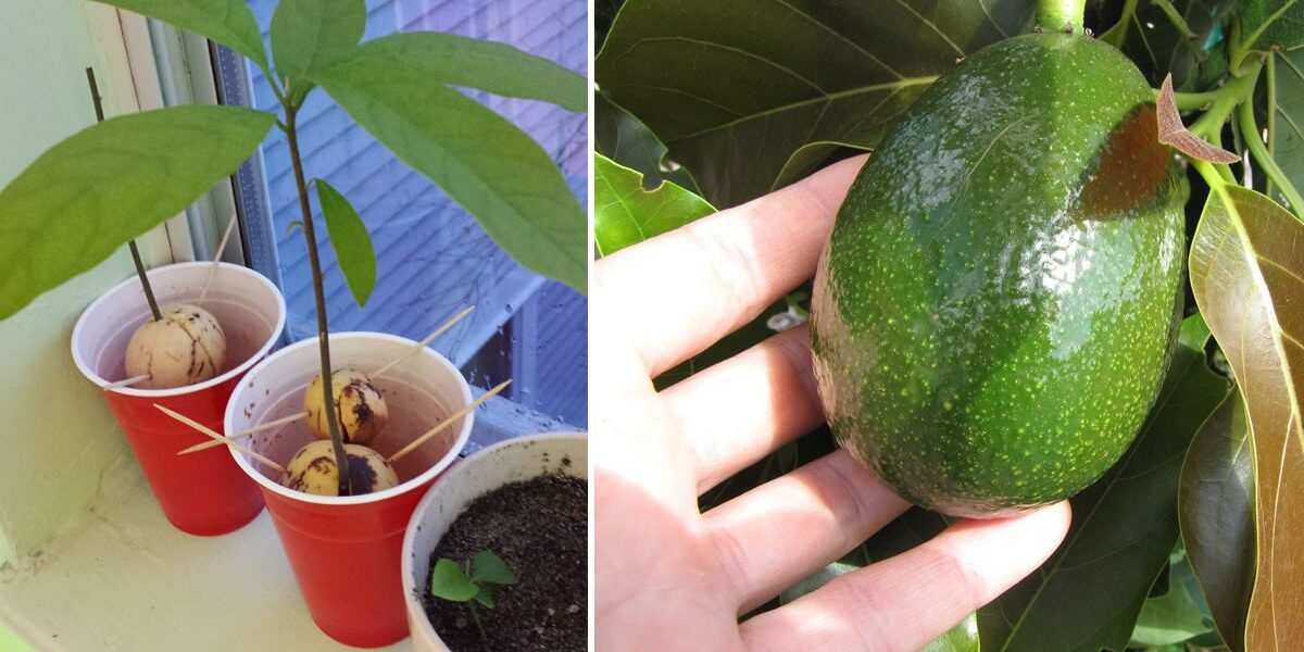 Wie man zu Hause Avocados für Dutzende anpflanzt