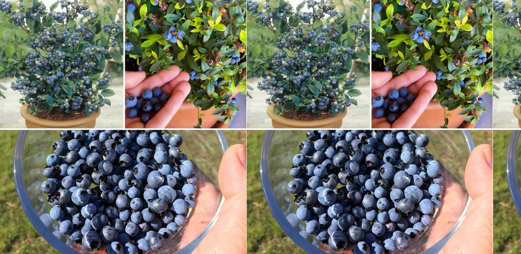 Wie man zu Hause Blaubeeren anpflanzt, um einen endlosen Vorrat zu haben