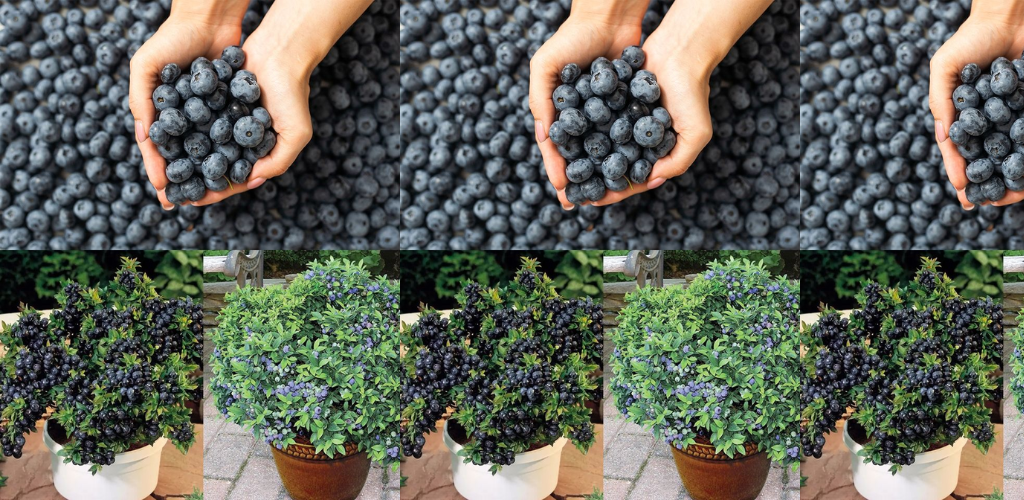 Wie man zu Hause Blaubeeren in Behältern anbaut
