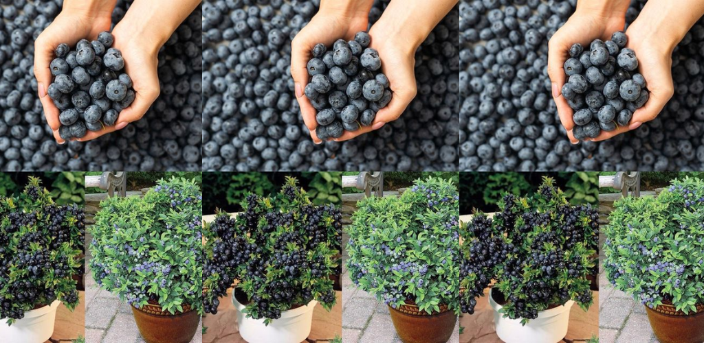 Wie man zu Hause Blaubeeren in Behältern anbaut