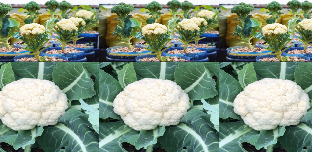 Wie man zu Hause Blumenkohl in Behältern anbaut