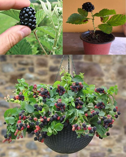 Wie man zu Hause Brombeeren in Töpfen anbaut