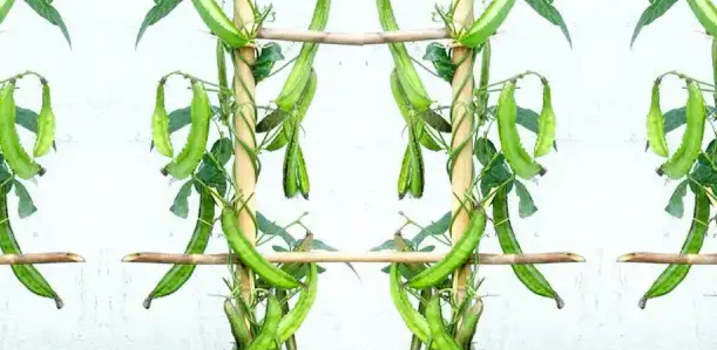Wie man zu Hause Flügelbohnen in Behältern anbaut