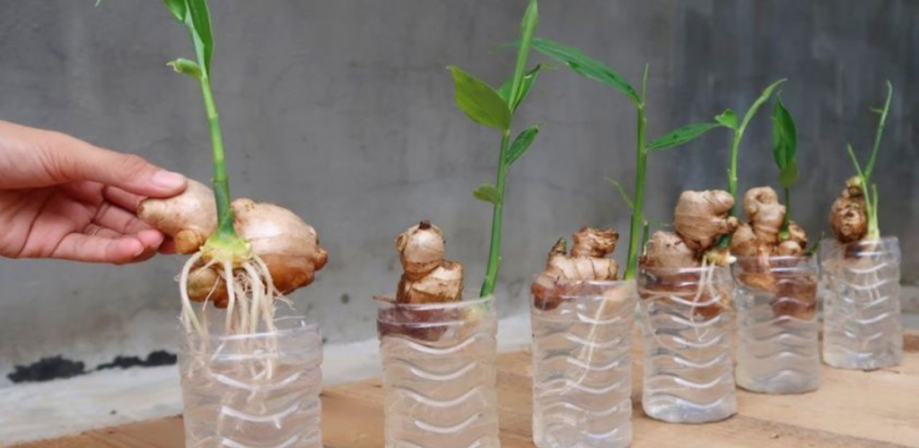 Wie man zu Hause Ingwer, Knoblauch und Zitronengras anbaut: Hier ist die Bauernmethode