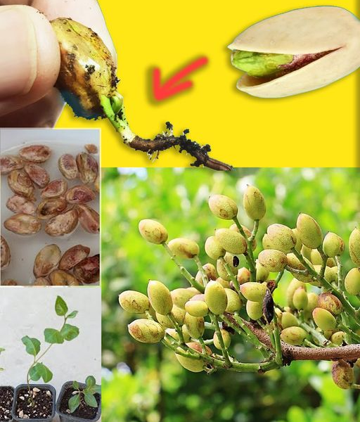 Wie man zu Hause Pistazien aus Samen anbaut.