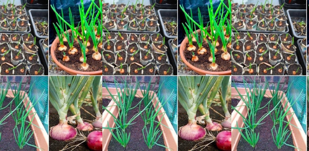 Wie man zu Hause Zwiebeln in Töpfen anbaut