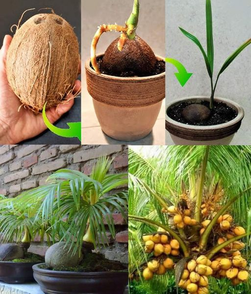 Wie man zu Hause eine Kokospalme anbaut und pflanzt.