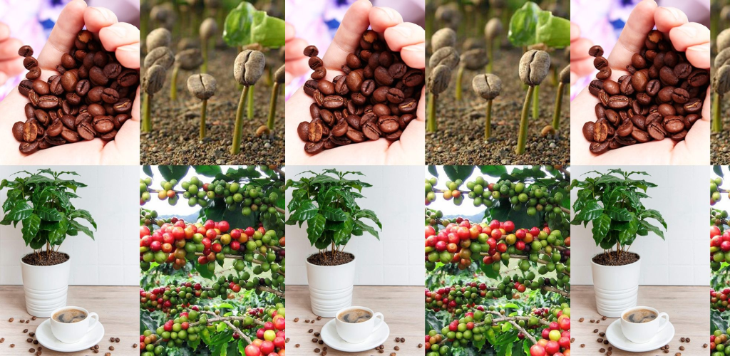 Wie man zu Hause einen Kaffeebaum aus Samen in einem Topf züchtet