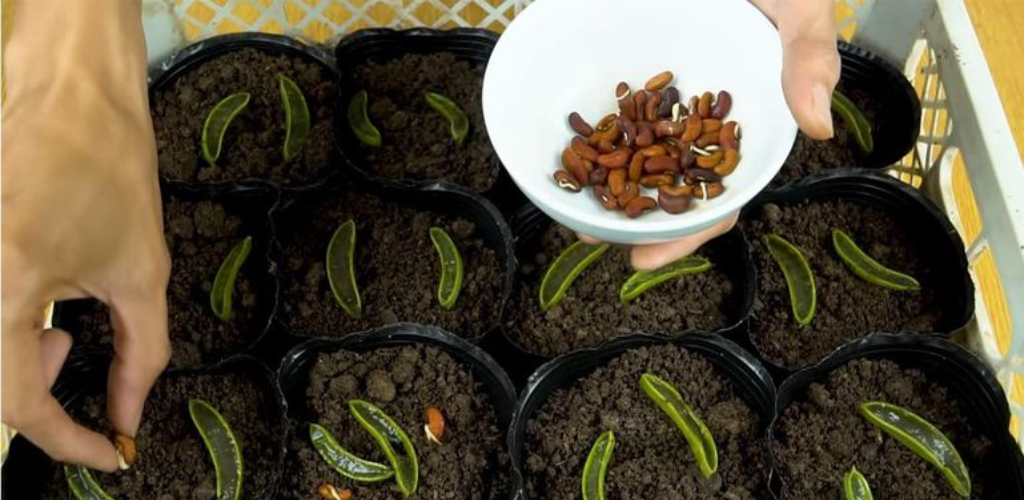 Wie man zu Hause lange Bohnen in Behältern anbaut