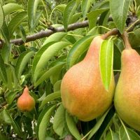 Wie muss man Haare pflanzen, damit sie schnell Früchte tragen?!