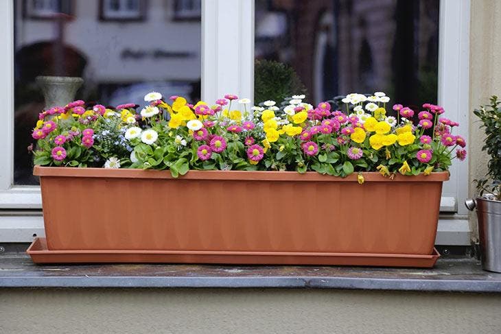 Wie oft sollten Zimmerpflanzen gegossen werden, damit sie gesund bleiben? 3 Eine Topfpflanze