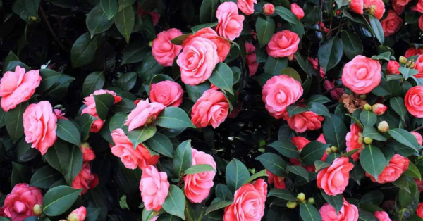 Wie pflanzt man eine Kamelie in die Erde?