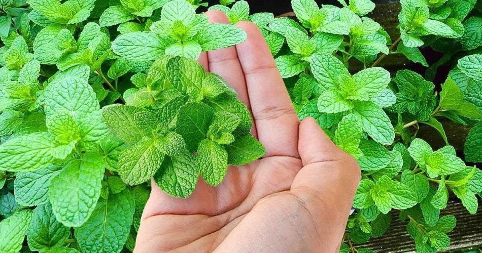 Wie pflanzt man eine Minze? Leitfaden für einen guten Anbau