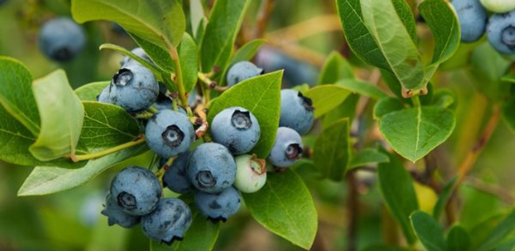 Wie pflanzt man zu Hause Blaubeeren an, um reichlich davon zu haben und nicht noch mehr zu kaufen?