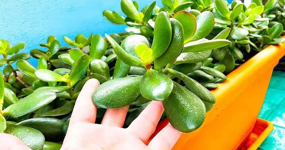 Wie pflanzt und züchtet man einen Jadebaum zu Hause?