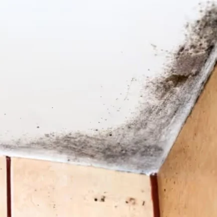 Wie reinigt man ein Badezimmer und entfernt effektiv Schimmel mit einem 29-Cent-Küchenartikel?