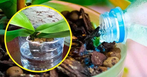 Wie reproduziert man eine Orchidee endlos und hat hübsche Blumen zu Hause? Alles, was Sie brauchen, ist eine Plastikflasche