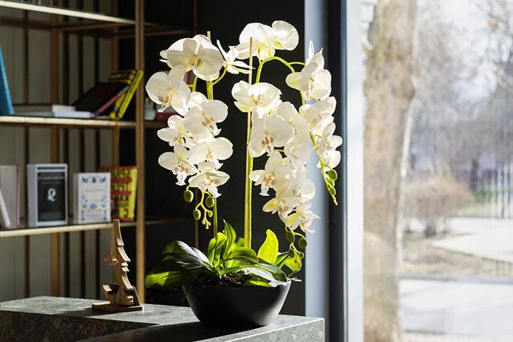 Comment reproduire une orchidée à l’infini et avoir de jolies fleurs à la maison ? Tout ce qu’il vous faut est une bouteille en plastique 2 Orchideenblüten
