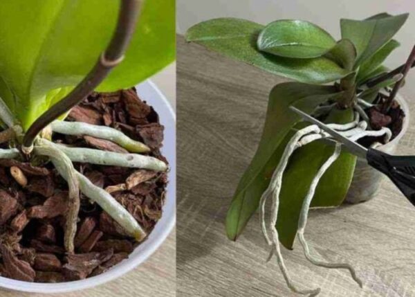 Wie schenkWie schenkt man einer Orchidee reichlich Blüten und Wurzeln?t man einer Orchidee reichlich Blüten und Wurzeln?