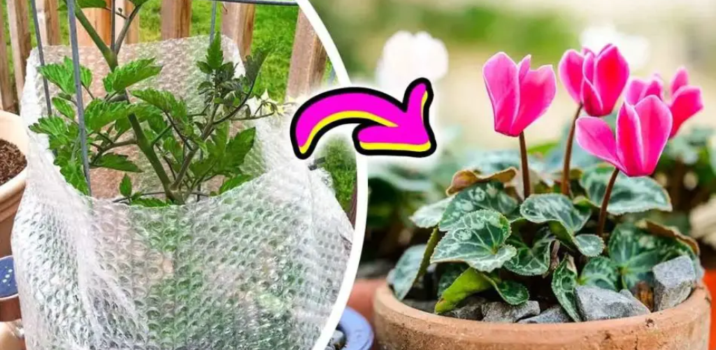 Wie schützt man Pflanzen im Winter? Ein erfahrener Gärtner hat diese 4 Tipps verraten