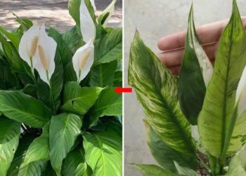 Wie stimuliert man das Wachstum von Spathiphyllum: Wie sorgt man dafür, dass es gesund und voller Blüten wächst?