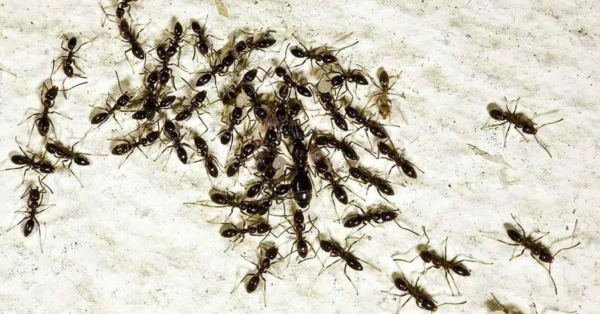 Wie tötet man Ameisen?