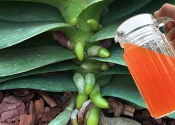 Wie verhindert man das Vergilben von Orchideenblättern? Eine einfache und natürliche Methode