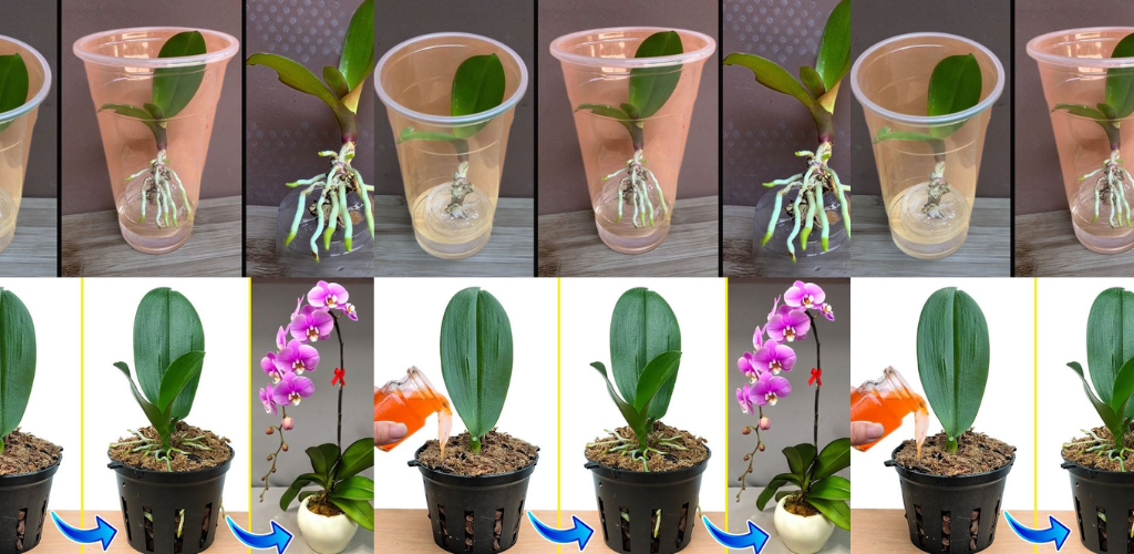 Wie vermehrt man Orchideen aus Blütenstielen?