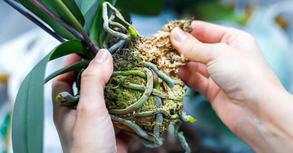 Wie vermehrt man Orchideen aus Blütenstielen?