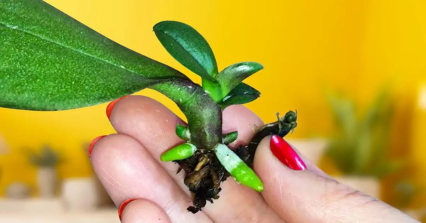 Wie vermehrt man eine Orchidee aus einem Blatt?