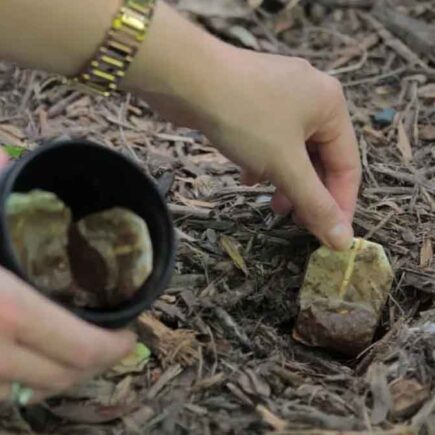 Wie verpflanzt man eine Orchidee, ohne einen Fehler zu machen?