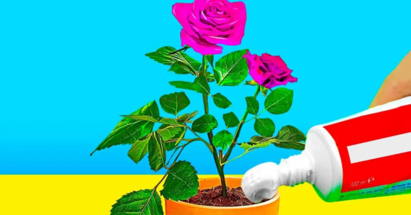 Wie verwende ich Zahnpasta im Garten und zu Hause?