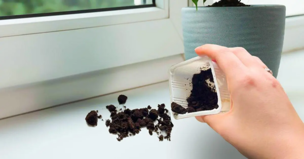 Wie verwendet man Kaffeesatz als Abwehrmittel?